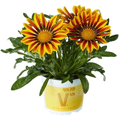 Gazania x rigens Impressa® F1Yellow Flame