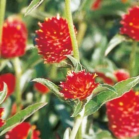 Gomphrena globosa QIS Rood