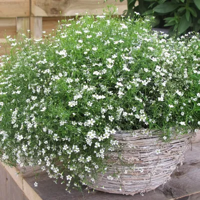 Gypsophila muralis Gypsy Wit