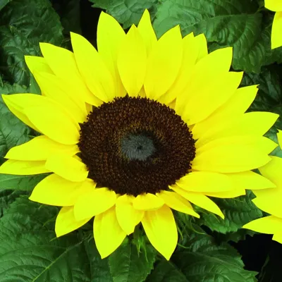 Helianthus annuus Merida® Compact F1 Goudgeel