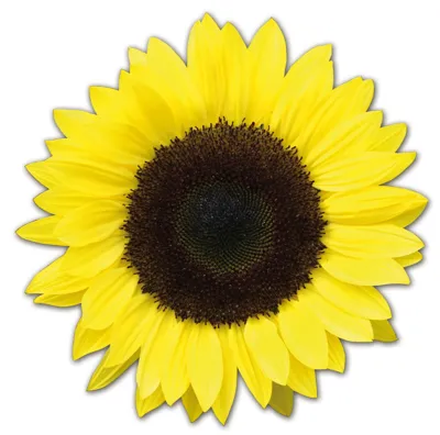 Helianthus annuus Premier F1 Lemon
