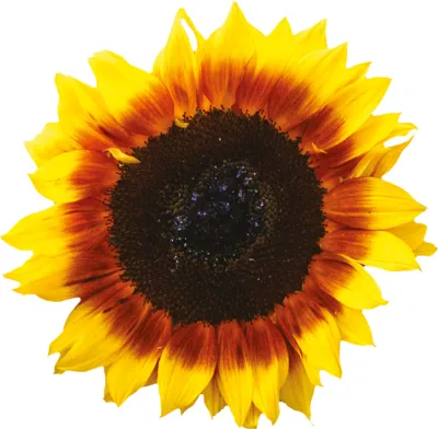 Helianthus annuus Pro Cut F1 Bicolor