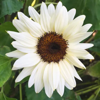 Helianthus annuus Pro Cut F1 White & Black