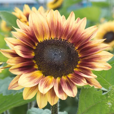 Helianthus annuus Inara® F1	Cream Bicolor