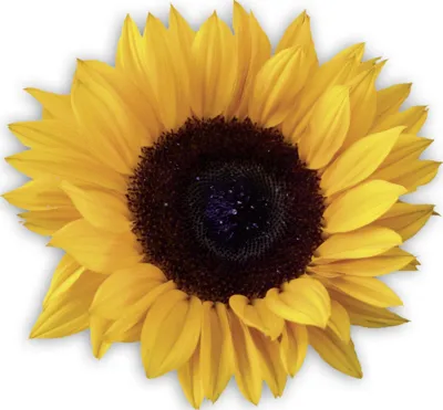 Helianthus annuus Sunrich Summer F1 Orange
