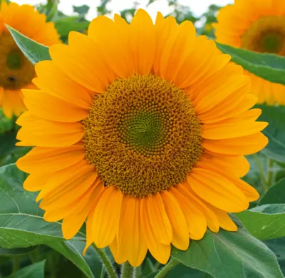 Helianthus annuus Sunrich F1Gold