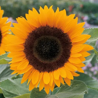 Helianthus annuus Sunrich F1Orange