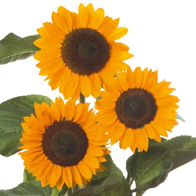 Helianthus annuus Sunrich DMR Provence