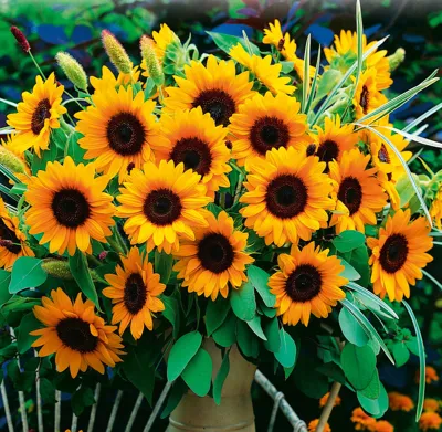 Helianthus annuus Sunrich DMR F1Orange