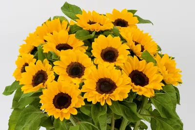 Helianthus annuus Vincent’s F1Choice