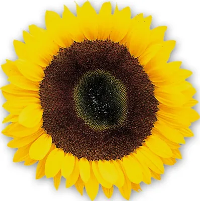 Helianthus annuus Sunbright Supreme F1