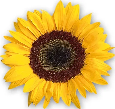 Helianthus annuus Tiffany F1