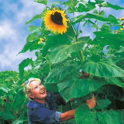 Helianthus annuus Kong