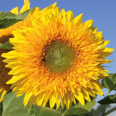 Helianthus annuus Double Quick F1