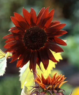 Helianthus annuus Sunrich Claret F1