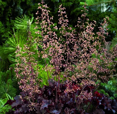 Heuchera americana Melting Fire