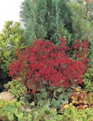 Heuchera sanguinea Ruby Bells