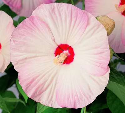 Hibiscus x moscheutos NIPPON F1 Blush