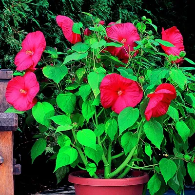 Hibiscus x moscheutos NIPPON F1 Red