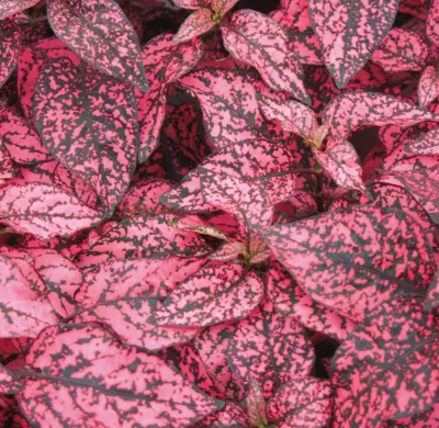 Hypoestes phyllostachya CONFETTI COMPACT Rose
