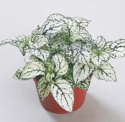 Hypoestes phyllostachya CONFETTI COMPACT White
