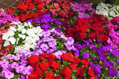 Impatiens walleriana CAMPOS® F1 Elite Mix