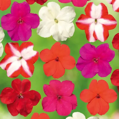 Impatiens walleriana Vitara F1Elite Mix