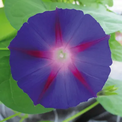 Ipomoea purpurea Grandpa Ott