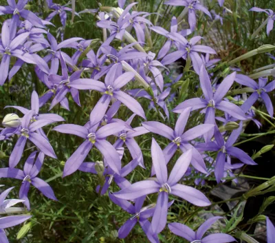 Laurentia axillaris Laurita Blue