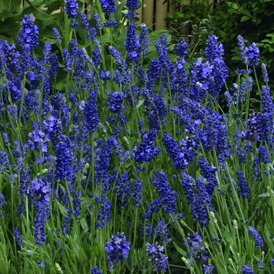 Lavandula angustifolia ELLAGANCE Purple