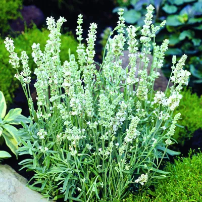 Lavandula angustifolia ELLAGANCE Snow