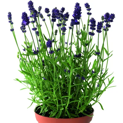 Lavandula angustifolia BLUE SCENT EARLY Blue Scent Early