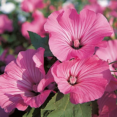 Lavatera trimestris REGIS Ruby