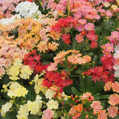 Lewisia x hybrida ELISE Mix