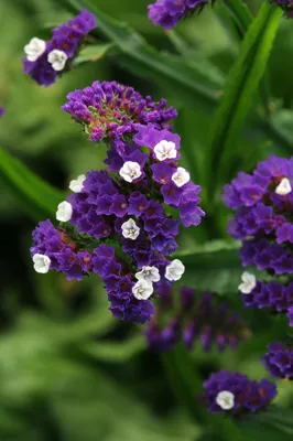 Limonium sinuatum FORTRESS Dark Blue
