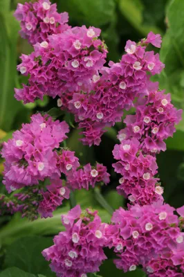 Limonium sinuatum FORTRESS Rose