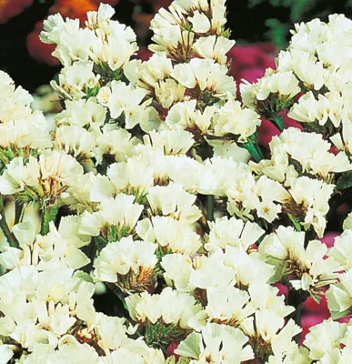 Limonium sinuatum FORTRESS White