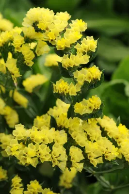 Limonium sinuatum FORTRESS Yellow
