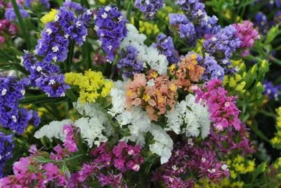Limonium sinuatum FORTRESS Formula Mix