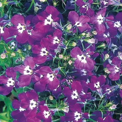 Lobelia erinus Riviera Blue Eyes