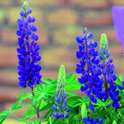 Lupinus polyphyllus LUPINI Blue Shades