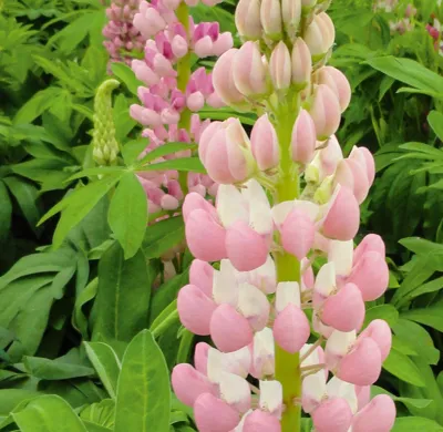 Lupinus polyphyllus LUPINI Pink Shades