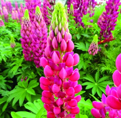 Lupinus polyphyllus LUPINI Red Shades