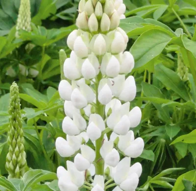 Lupinus polyphyllus LUPINI White