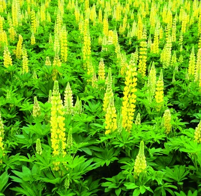 Lupinus polyphyllus LUPINI Yellow Shades