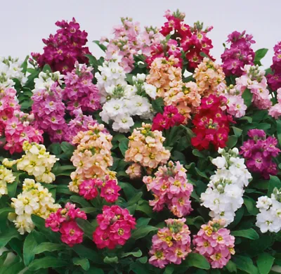 Matthiola incana Ciderella  ca 500 zaden