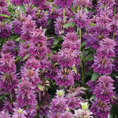 Monarda x hybrida Bergamo