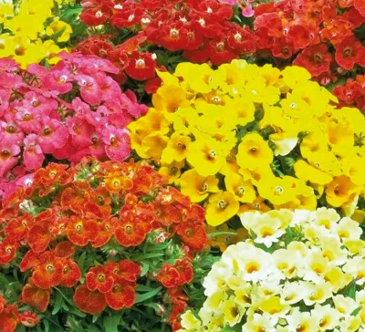 Nemesia x strumosa Sundrops Mix