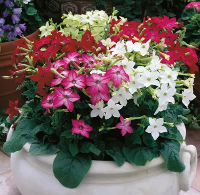 Nicotiana alata Saratoga F1Mix