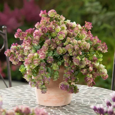 Origanum x rotundifolia KIRIGAMI Kirigami